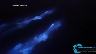 Dolphins swim in bioluminescent waves in Newport Beach [upl. by Blayne617]