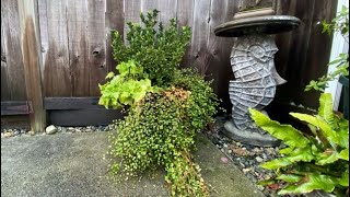 Euonymus Planter “Paloma Blanca” Getting Ready For Winter December 15 [upl. by Tenney]