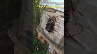 Monitoring Stingless Bee Honey Bags [upl. by Darcee209]