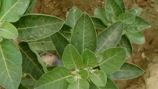 अश्वगंधा 🐸 को लगाए और 😵चमत्कारिक फायदे पाएं  Best AYURVEDIC plant  Ashwagandha Ash [upl. by Ahsieyk35]