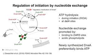 DNA Replication 3 – Initiation of replication in Escherichia coli [upl. by Eiryt]