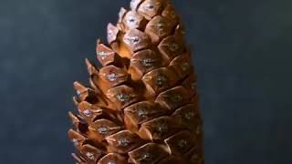 Pine Cone Growth [upl. by Lammond]