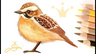 Braunkehlchen zeichnen lernen für Vogelliebhaber amp junge Erwachsene 🐤 Drawing a whinchat bird adults [upl. by Ailet526]