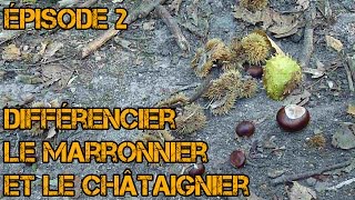 Différencier Châtaignier et Marronnier [upl. by Glorianna]