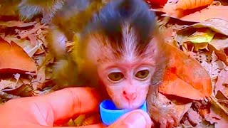 million of sadnessthe newborn monkey need milk and water after mom become weak and ill [upl. by Faustena960]