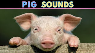 Pig Sounds  Squeaking amp Oinking  Learn The Sound A Pig Makes [upl. by Land]