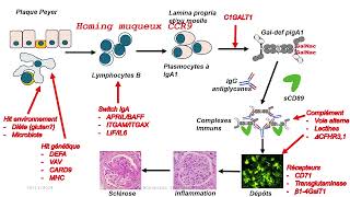 Diet For Iga Nephropathy  Bergers disease  Kidney Treatment In Ayurveda [upl. by Tallie]