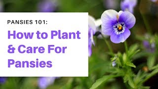 Pansies 101 How to Plant and Care For Pansies [upl. by Cherish]