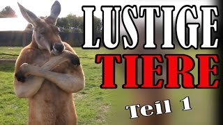 Süße und Lustige Tiervideos  ✪ Stern DuTube  Teil 1 [upl. by Ennylcaj]