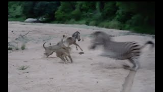 LIONS Hunt ZEBRA LEOPARD CUBS and ELEPHANTS [upl. by Trill180]