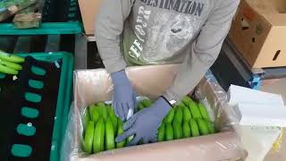 Empaque de banano para exportación [upl. by Cornwell]