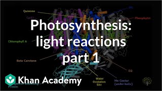 Photosynthesis Light Reactions 1 [upl. by Elise634]