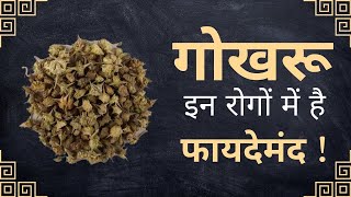 यह हैं गोखरू के कमाल Gokhru  PCOD  Uric Acid [upl. by Becht]