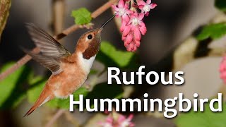 Rufous Hummingbird [upl. by Shwalb]