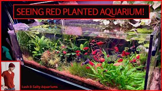 Seeing Red Planted Aquarium fish plants and tech [upl. by Joseph]