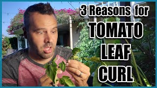 Tomato Leaf Curl  3 Causes and Fixes [upl. by Ecnarwal51]