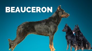 Repeat Episode 35 Beauceron  Kara Staroski [upl. by Calore755]