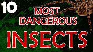 10 Most Dangerous Insects You Dont Want to Meet [upl. by Tifanie]