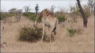 wildlifekrugernationalparkgiraffes eatingviralvideosouthafrica [upl. by Sellig964]