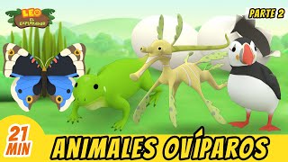 Animales Ovíparos Episodio Compilación Parte 27  Leo El Explorador Episodio  Animación [upl. by Juanita]