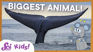 Blue Whales The Biggest Animal EVER  SciShow Kids [upl. by Watkins574]