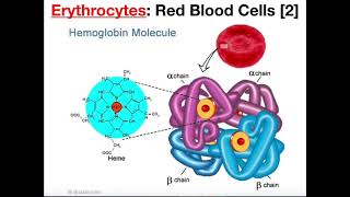 Structure and Function of Erythrocytes RBCs [upl. by Elnar]