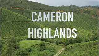 PLANTACIONES DE TÉ EN CAMERON HIGHLANDS  MALASIA 4 [upl. by Elvia]