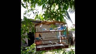 Trinidad Bullfinch  Sifu part 2 singing in form [upl. by Mordy]