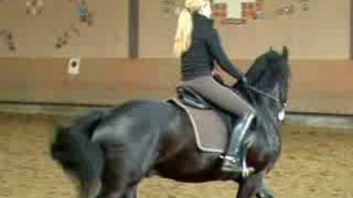 Friesian Gallop [upl. by Aleahcim]