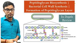 Peptidoglycan Biosynthesis  Bacterial Cell Wall Synthesis  Formation of Peptidoglycan Layer [upl. by Durkin]