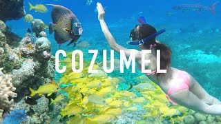 COZUMEL SNORKELING TIPS amp Creepy Animals [upl. by Anagnos]