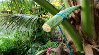 AIR TUAK  NIRA KELAPA  Coconut Sap  How its Made [upl. by Eirrod]