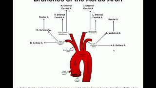 Anatomy  Branches of the Aortic Arch [upl. by Salokcin]