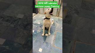 आग्या करी Labrador retriever puppy Training session 334 shorts [upl. by Richer]