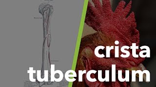 Kas ve İskelet Sistemi Terminolojisi tuberculum crista 5 [upl. by Akirat]