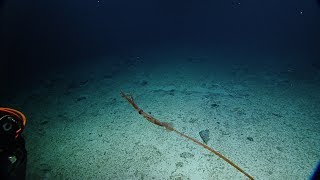 Sinuous Asperoteuthis Mangoldae Squid Filmed Alive for First Time  Nautilus Live [upl. by Idalia]