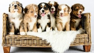 Australian Shepherd puppies growing  Time lapse [upl. by Lazes]