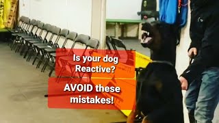 REACTIVE Dogs  Three BIGGEST mistakes owners make [upl. by Nnylirej]