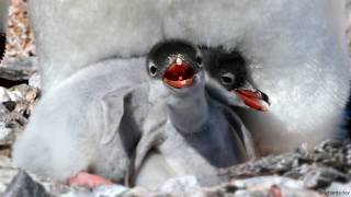 Gentoo Penguin chicks [upl. by Kirwin]