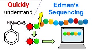 Edman degradation  Edman Sequencing [upl. by Ellehcim]