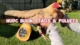 NUDC STAGS amp NUDC PULLETS FOR BREEDING [upl. by Annohs]