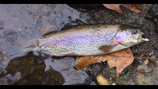 Northern Virginia Trout Fishing I  Accotink Creek and Holmes Run [upl. by Salangi945]