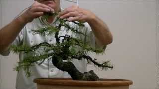 Demo op een Yamadori Larix decidua 1 [upl. by Niatsirhc]