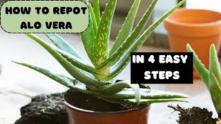 The 4 EASY Steps to Repot an ALOE VERA Plant Indoors 🍃 growing Aloe Vera 🍀 zone 4 Minnesota [upl. by Evey]