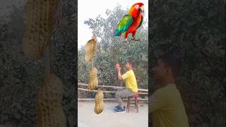 Rounding peanuts to Duck Peacock Pigeon amp Parrot  Birds names magic video [upl. by Geller]