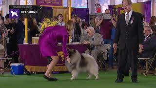 Keeshonden  Breed Judging 2019 [upl. by Viquelia]