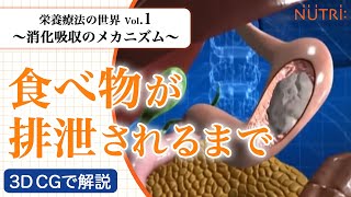 栄養療法の世界Vol1 消化吸収のメカニズム〈3D CG解説〉－食べ物が排泄されるまで－ [upl. by Laenej172]