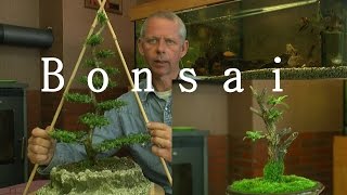 Bonsai schneiden Lonicera nitida [upl. by Gittel291]