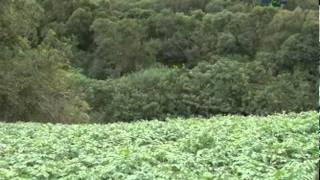 Produção de batatasemente para agricultura familiar  Dia de Campo na TV [upl. by Nnairek]