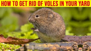 How to Get Rid of Voles in Your Yard  7 Best Ways to Get Rid of Voles [upl. by Ihcego]